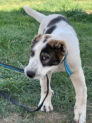 купить овчарку щенка: Алабай, 3 месяца, Самец, С прививкой — 8