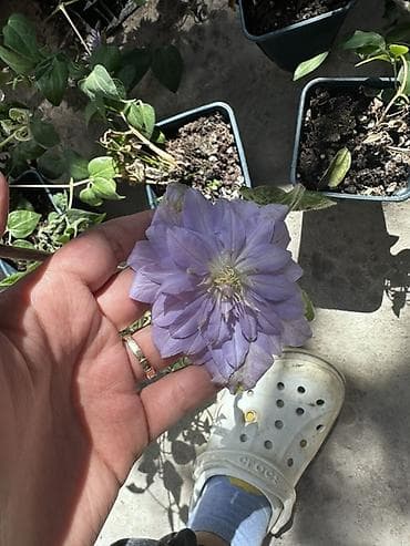 куплю малина: Клематисы — саженцы в горшках (контейнерная рассада) - Многолетние — 3