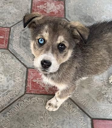 🐶 Отдаём в добрые руки маленькое счастье Девочка, очень ласковая, с