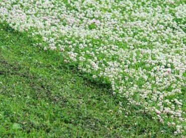саженцы для сада: Семена КЛЕВЕРА ДЕКОРАТИВНОГО🍀 🍀 Клевер белый декоративный — 5
