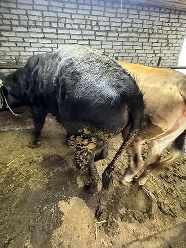 принимаем кукурузу: Продаю | Бык (самец) | На откорм | Племенные — 3