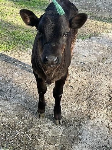 сена туки: Продаю | Корова (самка), Бык (самец), Тёлка | Ангус | Для разведения — 8