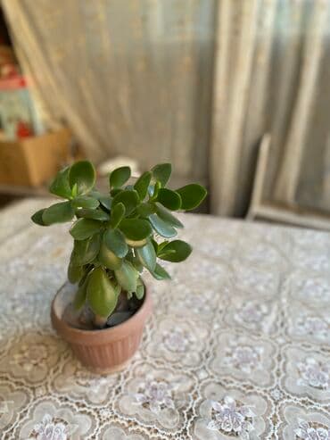 купить саженцы: Молочай от 700-1000 с в зависимости от размера — 11