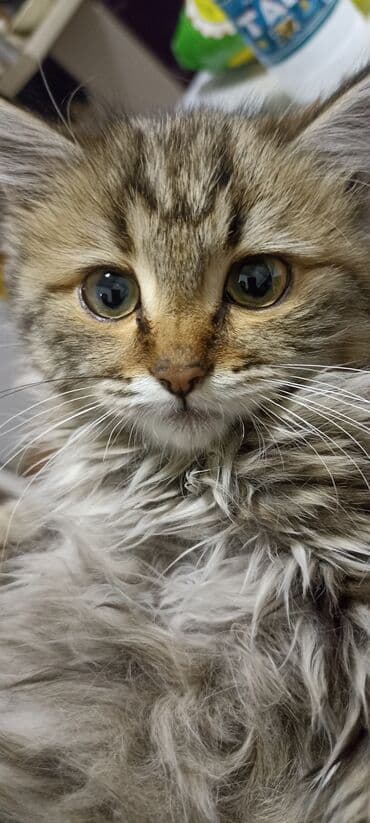 объявления о пропаже животных: Отдам даром пушистых котёнок с длинной шерстью и выразительными — 5