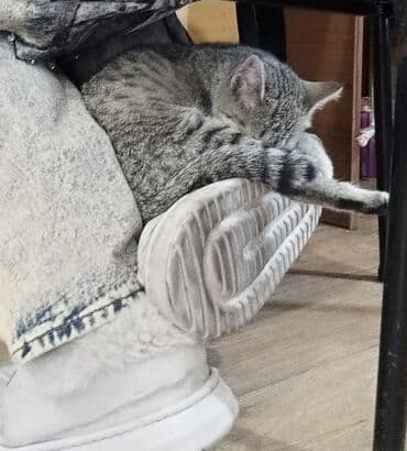 куда можно отдать кошку в бишкеке: Кошка даром: Беспородная, 5 месяцев, Девочка — 2