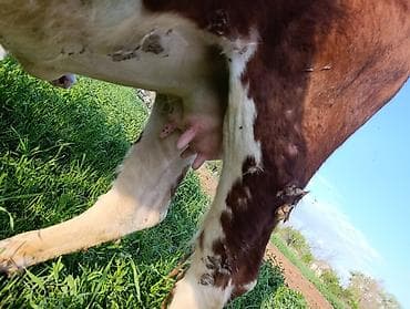 Продам с/х животных: Продаю | Корова (самка) | Герефорд | Для разведения | Привязанные — 10