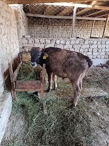 молоко воз: Продаю | Бык (самец), Музоо, торпок | На откорм, Для разведения — 9