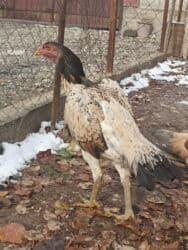 оборудование для кур: Продаю | Куры — 1