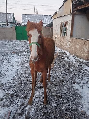 Лошади, кони: Продаю | Кобыла (самка) | Рабочий — 1