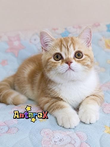 Шотландские короткошерстные котята от красивой привозной пары