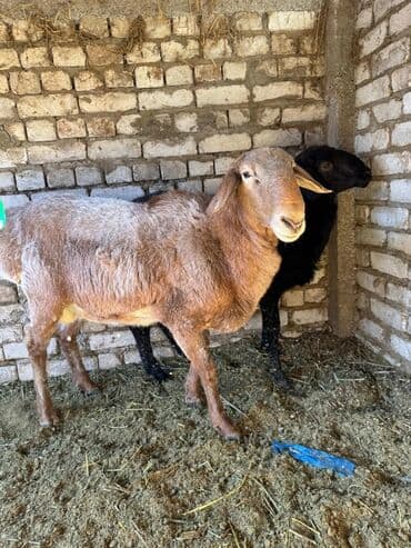 Грызуны: Продаю | Баран (самец) | Арашан | Для разведения | Племенные — 11