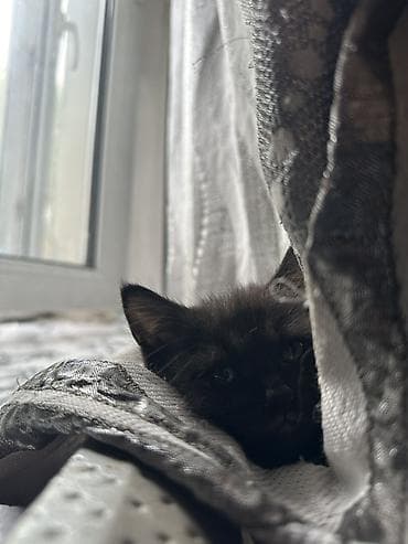 черный кот: Котёнок, окрас чёрный (дымчатый). Компактный, пушистый, с аккуратными — 2