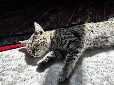 шиншила кошка: 3 месяца, Девочка, Приучена к лотку — 9