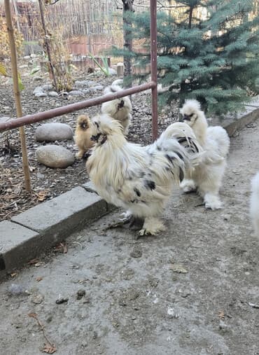 той терьер в добрые руки: Продаю | Куры | Для разведения — 1