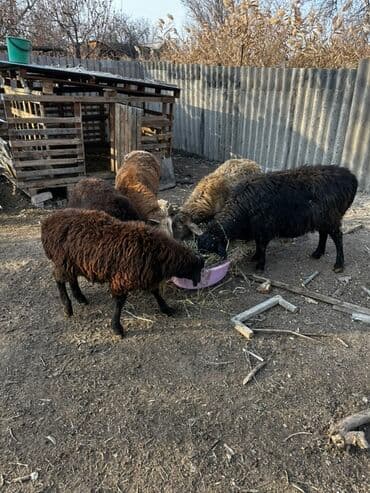 купить щенка далматинца: Продаю | Баран (самец), Овца (самка), Ягненок | Для разведения — 1