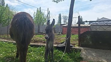 кошки домашние: Ургаачы эшек сатам баласы менен чогу,тууганына 2- күн болду — 3