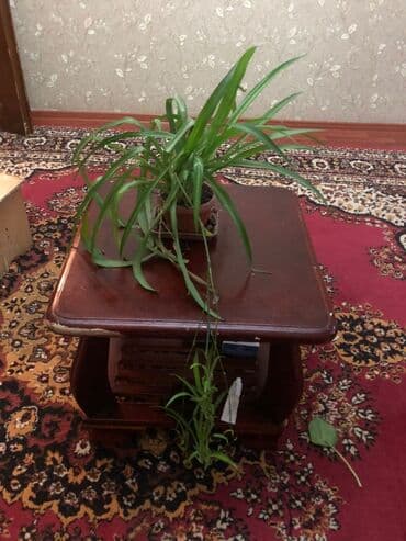 растения для аквариума: Комнатные растения в горшках 1) Агаве/юкка (похожее на агава) в — 7