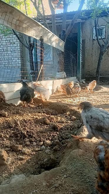 Продаю | Цыплята | Для разведения