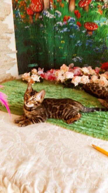 новорожденные котята: Привет друзья. в питомнике Бен Гла Мур есть свободные кото — 16