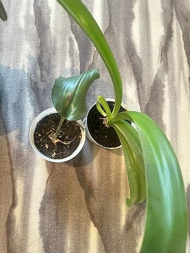 баа: 🪴 Комнатные растения по доступным ценам! 🌿 Цены — от 200 до 800 сом — 7