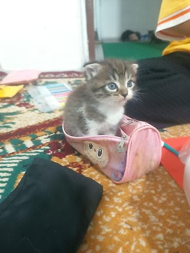 Мышыктар: Продаю котят веслоух 1 месяц . чистые кушают самостоятельно,лоток — 3