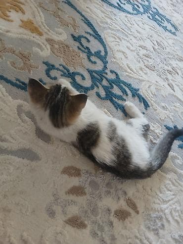 белый кошка: Котёнок в добрые руки. Милый домашний котёнок с бело-серым окрасом и — 7
