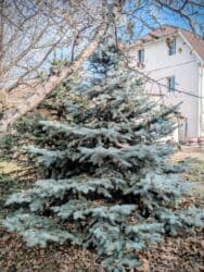 продам топчан бишкек: Голубые ели — +12 лет, пышные, крепкие, с доставкой под ключ! Продаю — 2