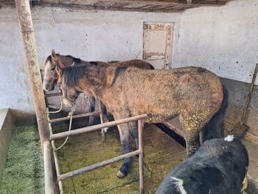 отдам даром вислоухого котенка: Сатам | Бээ (ургаачы) | Аргын | Союуга, Көбөйтүү үчүн — 3