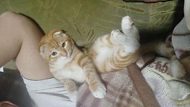 собаки в бишкеке: Шотландский вислоухий кот, окрас рыжий табби с белым. Крупные янтарные — 3