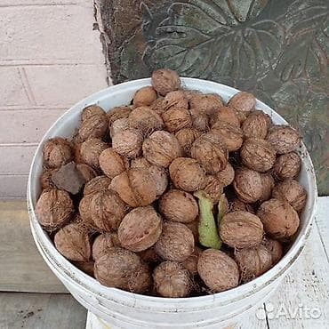 Соусы и специи: Продаю орехи, 50 сом за кг, есть один сетчатый мешок — 1