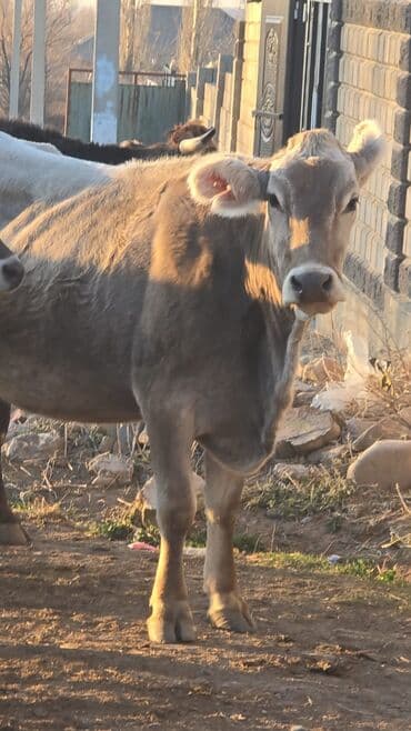 Продаю | Корова (самка) | Швицкая | Для молока | Стельные