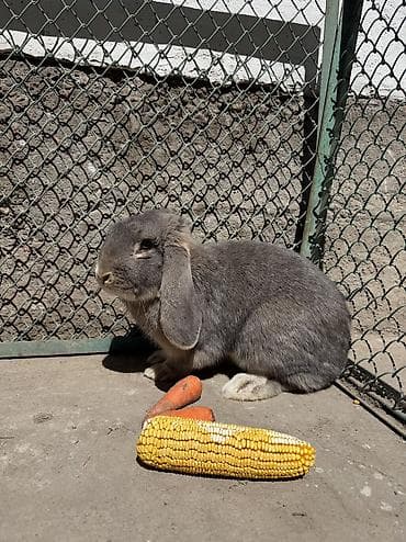 где можно купить крысу: Продаем кроликов парода (баран), различные окрасы. - Окрасы на выбор — 1