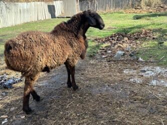 где можно купить молодых кур несушек: Продаю | Овца (самка), Ягненок, Баран (самец) | Для разведения — 10