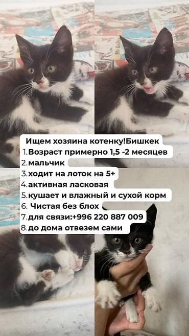 Животные: Кошка даром: Беспородная, 2 месяца, Мальчик, Приучена к лотку — 3
