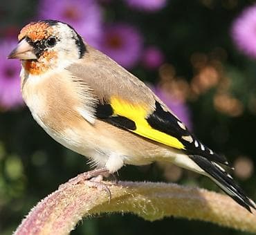 мини фонтан: Щегол (Carduelis carduelis) — яркая певчая птица. Описание: - — 1