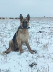 сколько стоит собака овчарка: Чыгыш Европа овчаркасы, 6 айлык, Ургаачы, Эмделген — 3