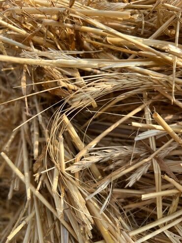 продажа щенков немецкой овчарки с документами в бишкеке: Салома ячменная с колосками с доставкой 3000 тюков есть Арпа саман — 1