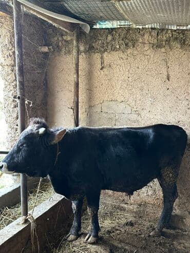 Кемирүүчүлөр: Сатам | Бука (эркек) | Бордоп семиртүү үчүн | Байланган — 4