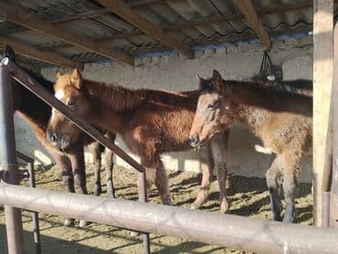 жылкы лошадь: Продаю | Жеребенок | Для разведения | Племенные — 7