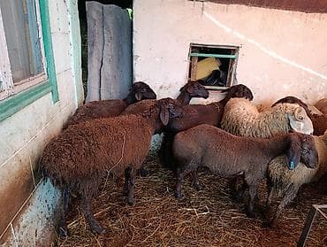 продаю баран красная речка: Продаю | Овца (самка), Баран (самец) | На забой — 1