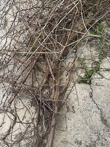 Дрова: Дрова Самовывоз — 3