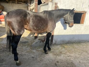 продам бу оборудование для птицефабрики: Продаю | Кобыла (самка) | Полукровка, Английская | Для разведения, Конный спорт | Племенные — 2