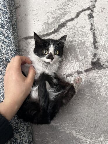 цепь для коров: Ищу хорошие руки для котят. 2 месяцанашла на улице ( дети издевались — 1