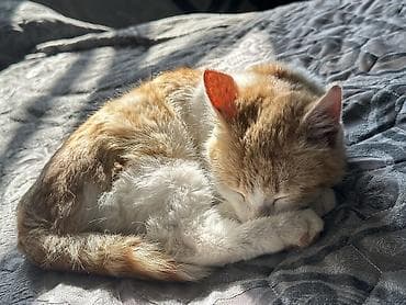 парода кошка: Отдам бесплатно 💛 (Ищу хорошего хозяина ) Рыжебелый котёнок - Окрас — 4