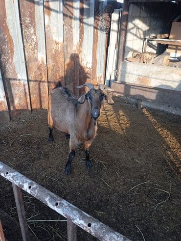 дойних коров: Продаю | Коза (самка) | Для разведения — 8