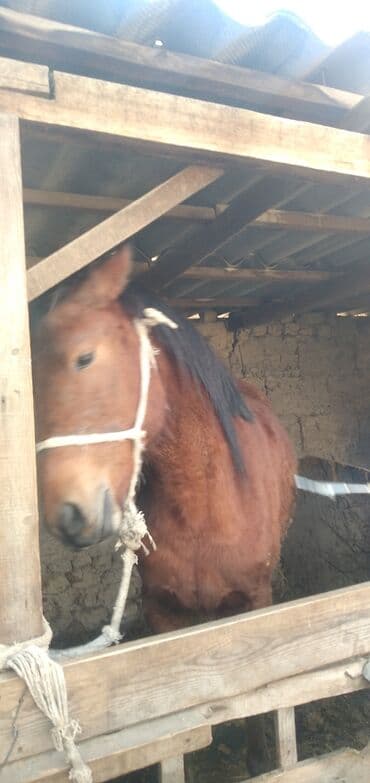 кобыла кобылка: Продаю | Кобыла (самка) | Рабочий — 6