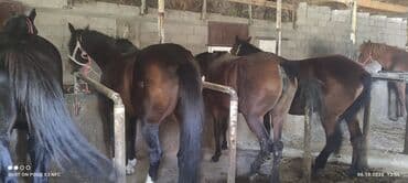 продажа домашних животных: Продаю | Кобыла (самка) | На забой — 1