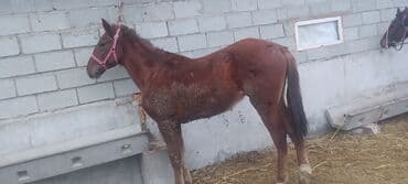 сколько стоит жеребенок купить: Продаю | Жеребенок | Рабочий — 4