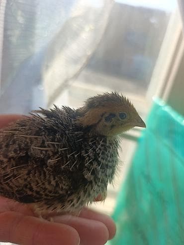 Перепела (молодняк) - Вид: домашний перепел, классический пятнистый — 2