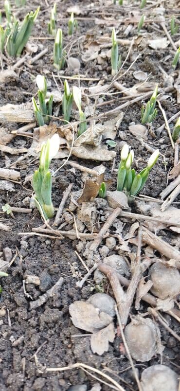 что подарить маме: Подснежники к Новому Году! — 2